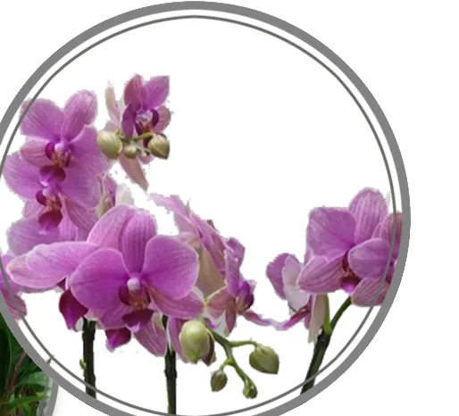 Close-up of purple-pink phalaenopsis blooms