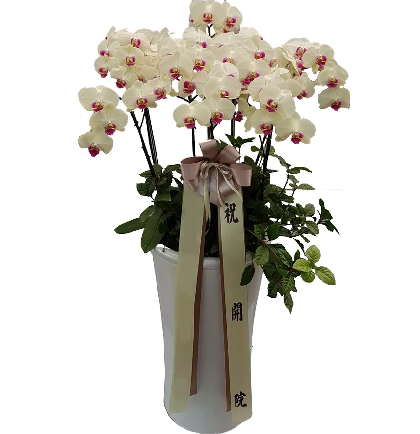 White phalaenopsis with magenta centres and a taupe sash in a tall white pot