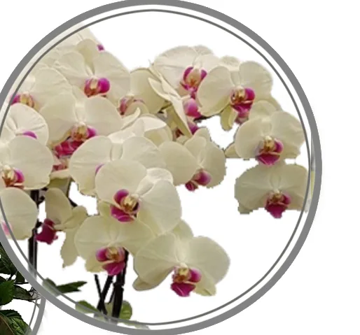 Close-up of white phalaenopsis blooms with magenta centres