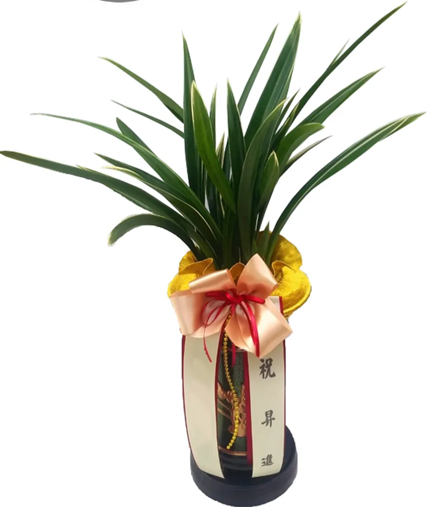 Daehun oriental orchid with a gold collar, peach bow and cream sash in a black pot