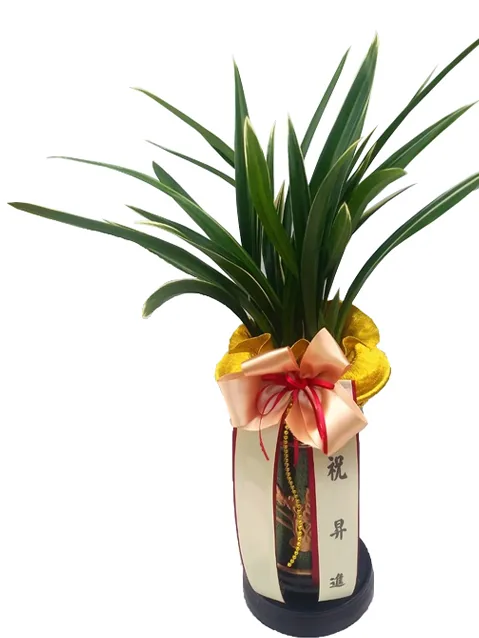 Daehun orchid with peach bow and sash, front view