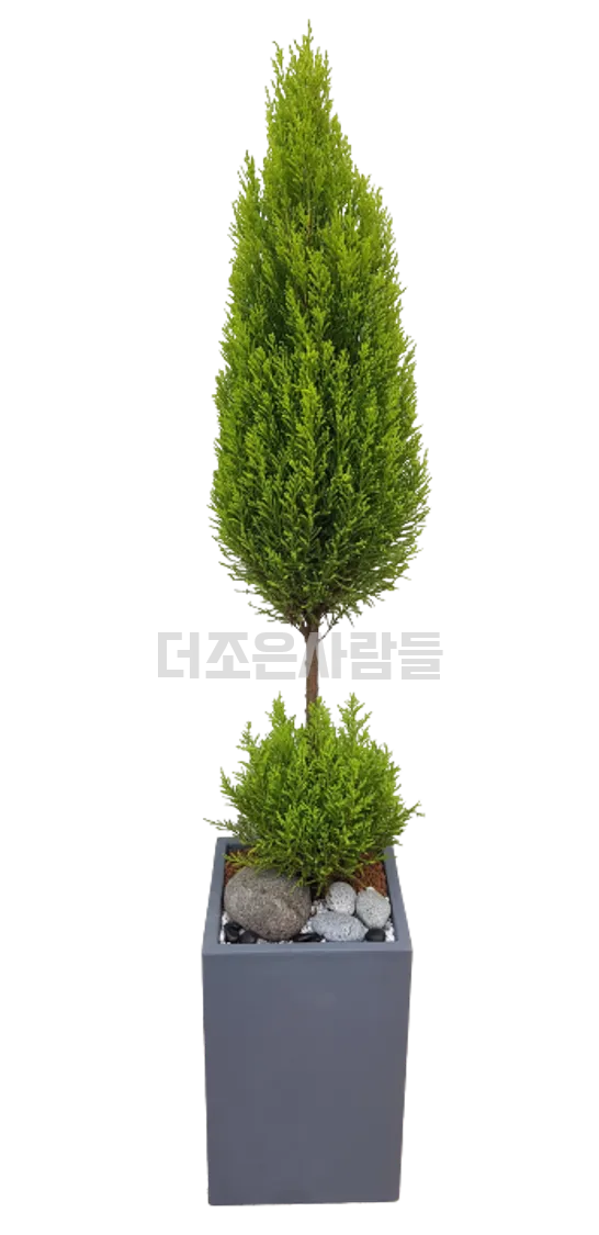 율마