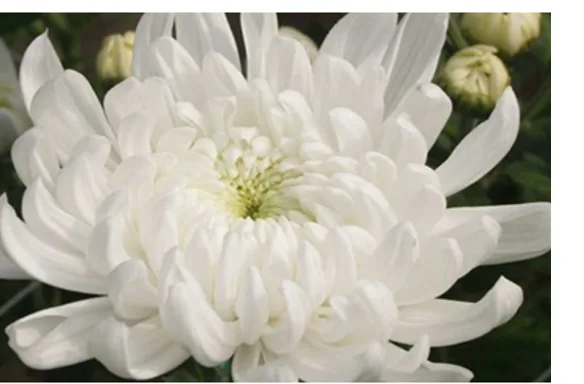 Close-up of a white chrysanthemum