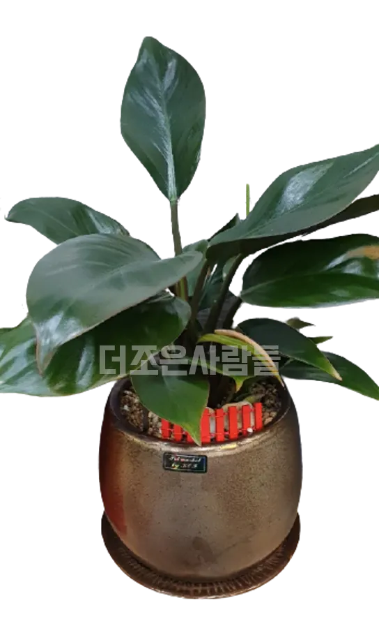 레드콩고(테이블용)