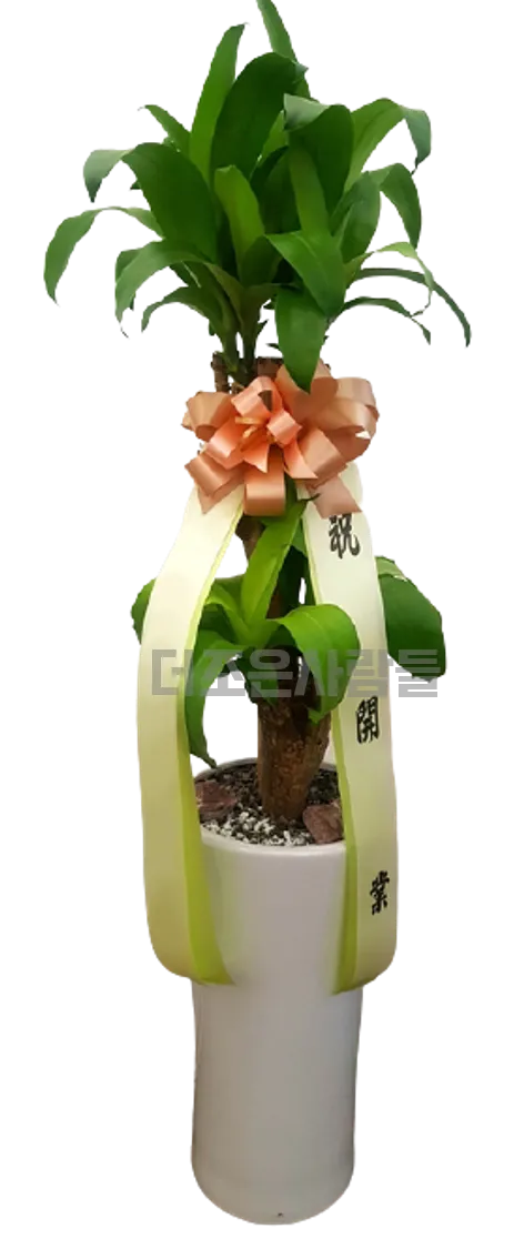 행운목 2단