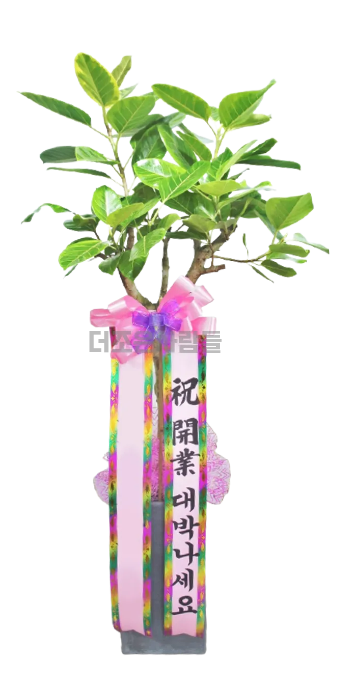 뱅갈고무나무