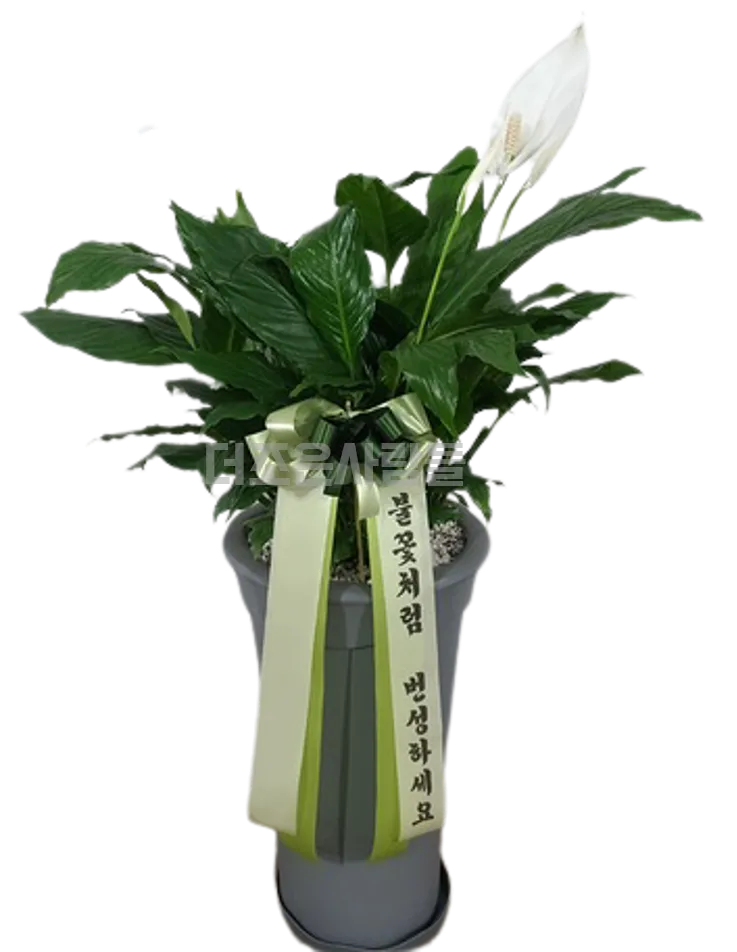 스파트필름