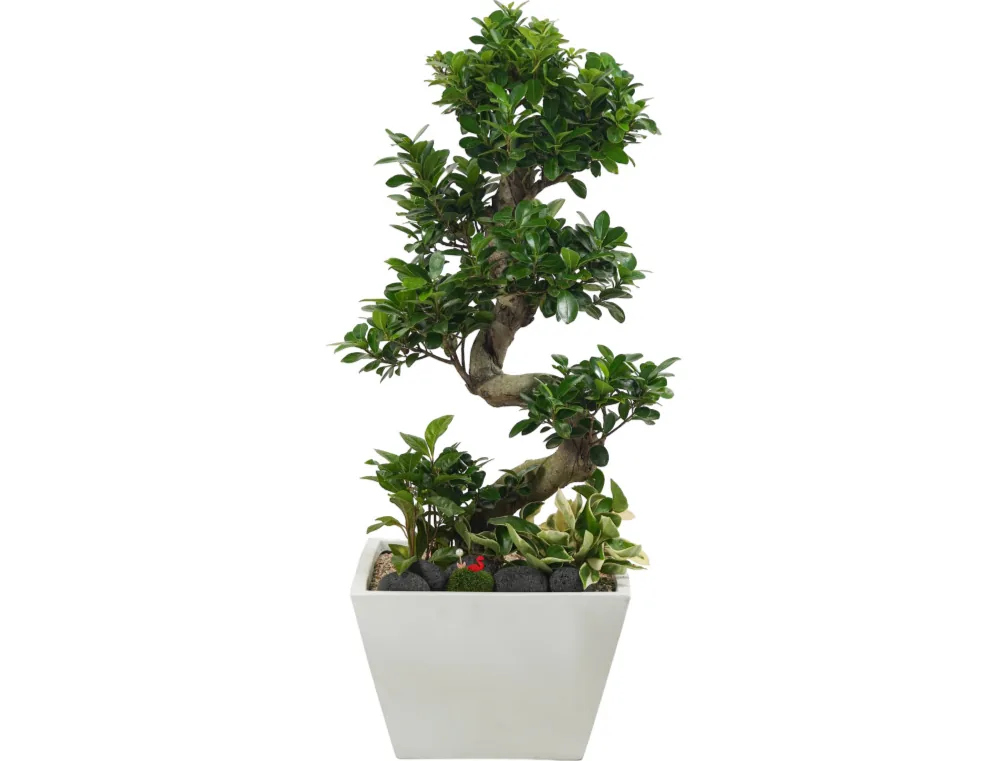 Cây Ficus microcarpa với thân xoắn chữ S và tán lá bóng nhiều tầng, trồng cùng cây phủ nhỏ và đá dung nham đen trong chậu vuông trắng