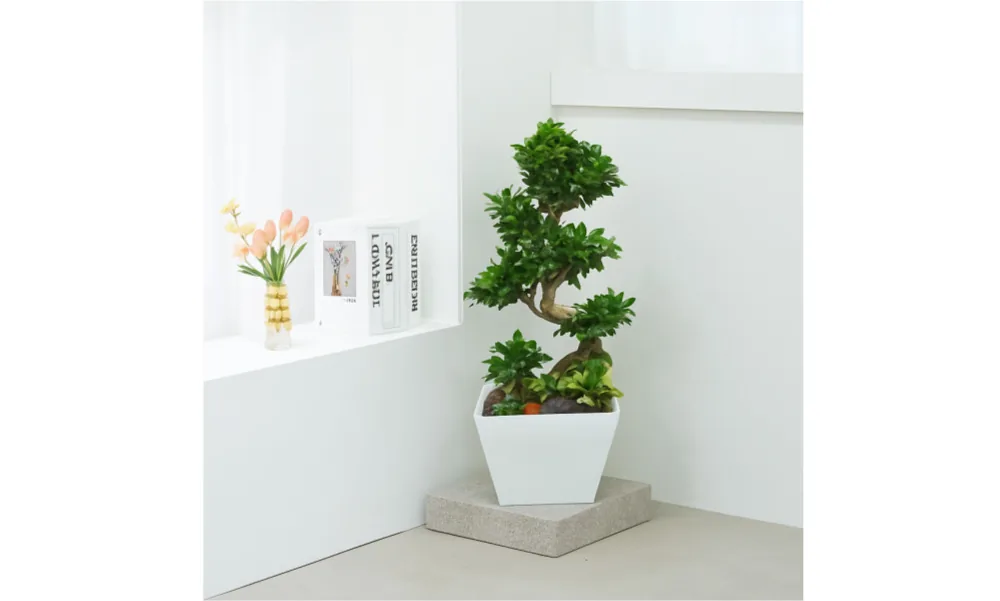 Cây đa chữ S trong chậu trắng đặt trên phiến đá ở góc sáng, cạnh bệ cửa sổ có tulip và sách