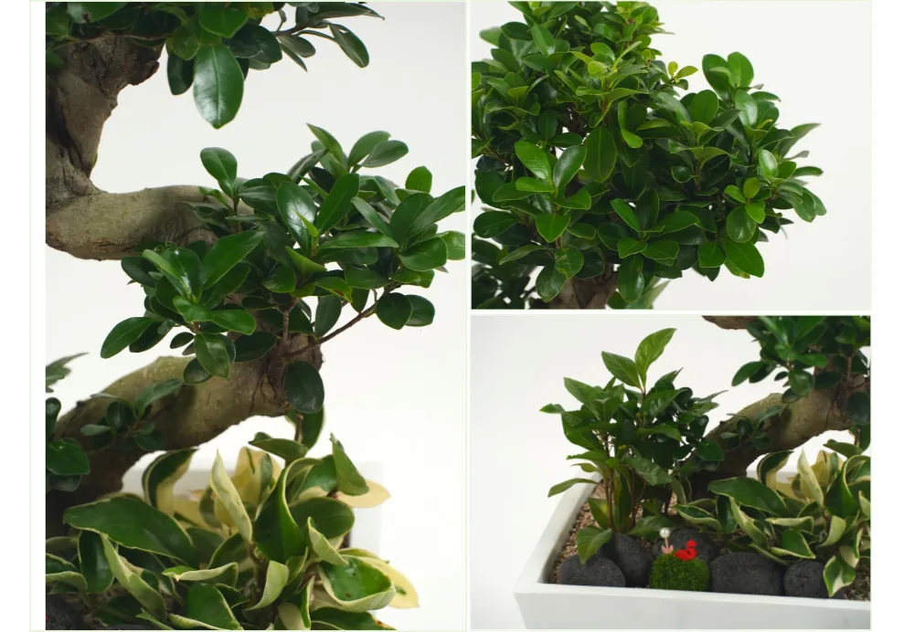 Cận cảnh thân xù xì của cây đa, lá bầu dục bóng và lớp cây phủ ở gốc chậu