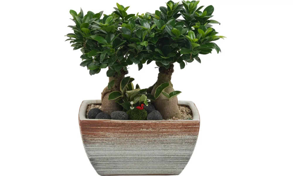 Two ginseng ficus plants with thick bulbous trunks and dense round leaves, planted together with lava rocks in a low rectangular pot with brown and grey stripes