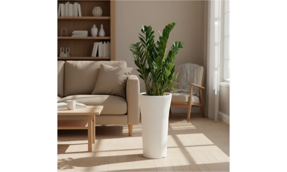 Cây kim tiền trong chậu trắng cao cạnh ghế sofa màu be trong phòng khách đầy nắng