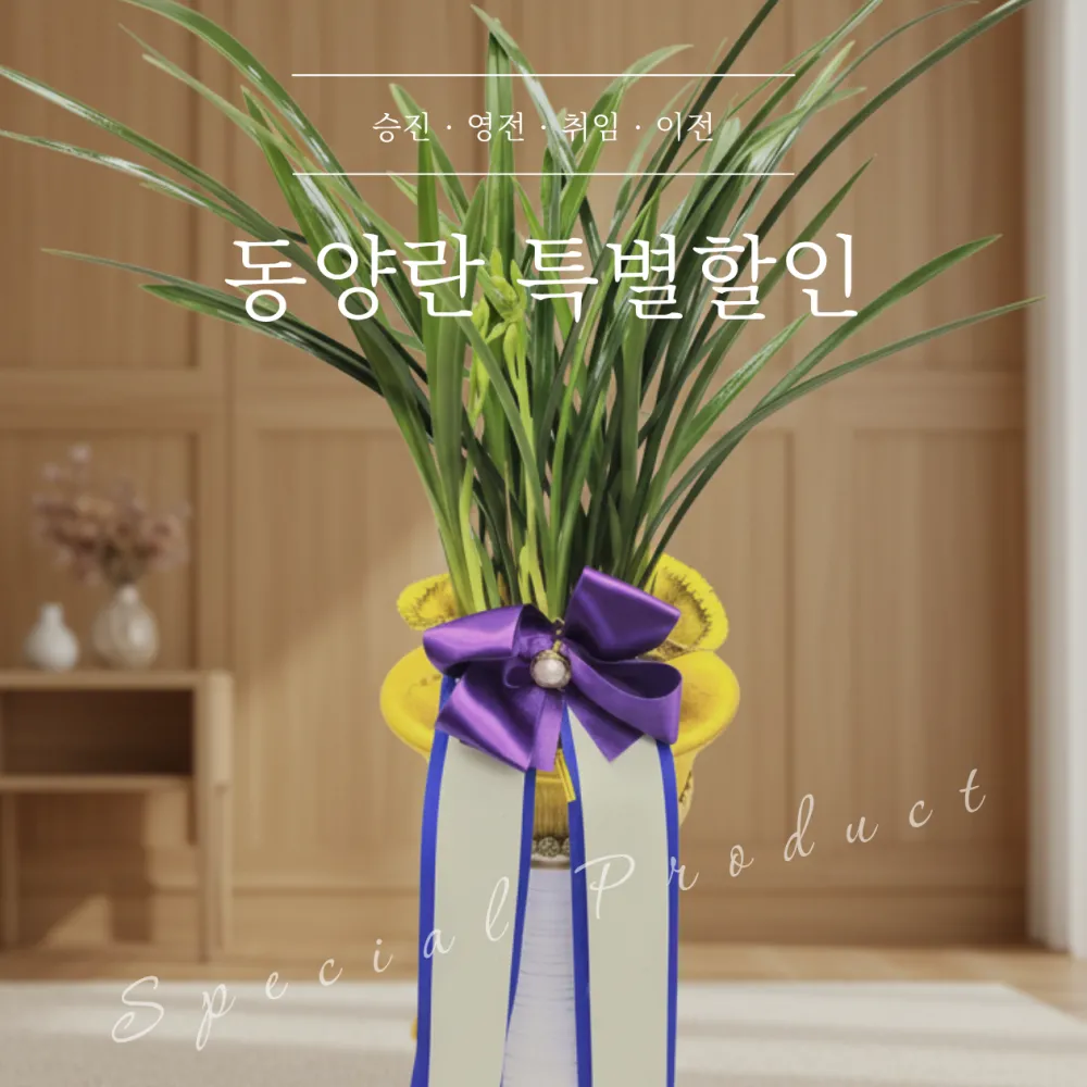 동양란(특가)