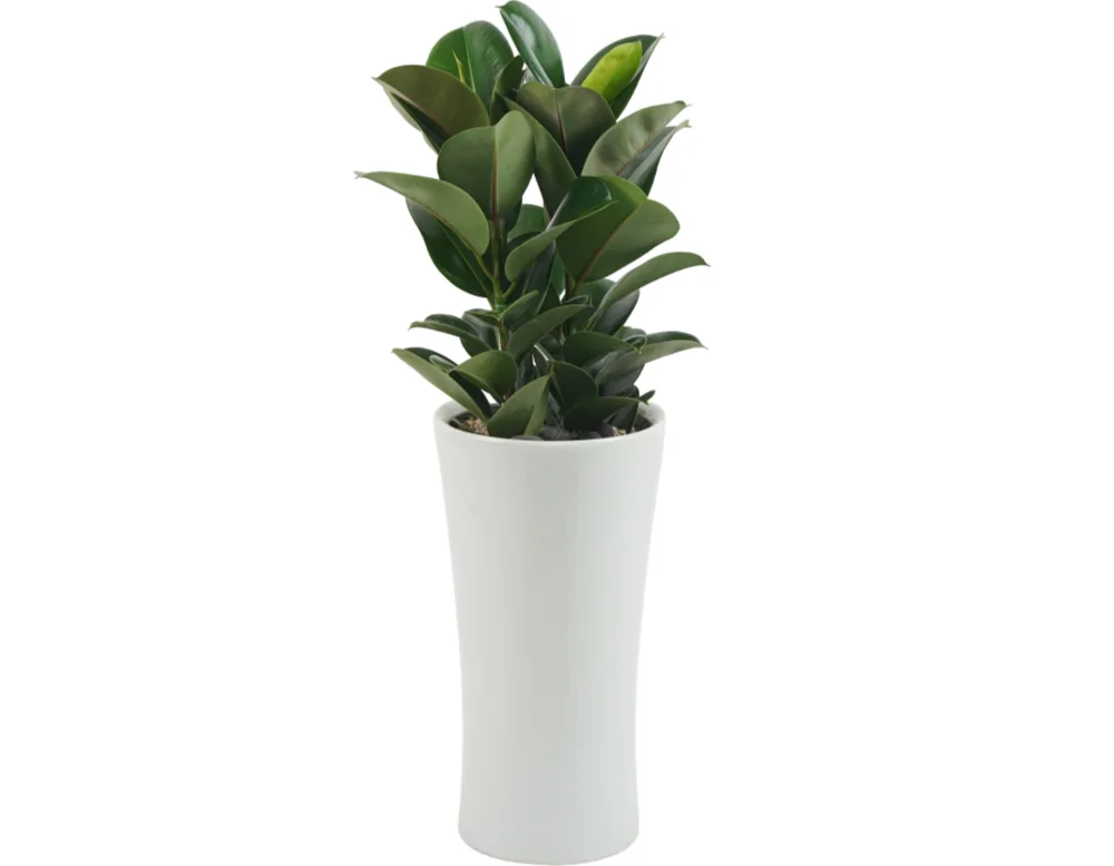 Cây cao su (Ficus elastica) với lá bóng xanh đậm trong chậu trắng cao