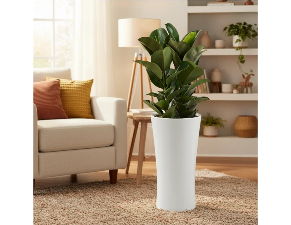 Cây cao su trong chậu trắng cao cạnh ghế sofa trong phòng khách sáng
