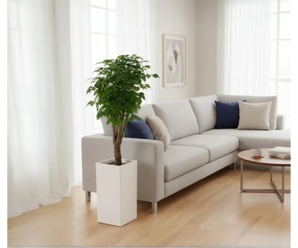 Cây ngọc xanh trong chậu vuông trắng cạnh ghế sofa xám bên cửa sổ đầy nắng