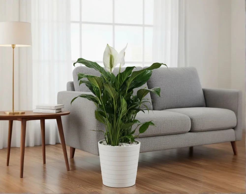Cây lan ý trong chậu trắng đặt dưới sàn cạnh ghế sofa xám và bàn phụ