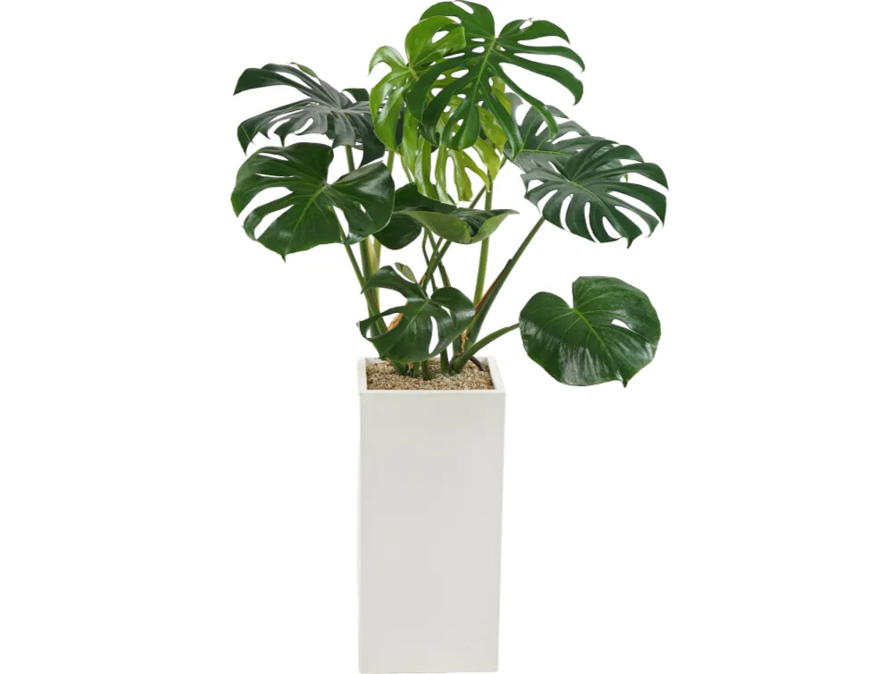 Cây Trầu bà lá xẻ (Monstera) với lá lớn xẻ thùy trong chậu vuông trắng cao