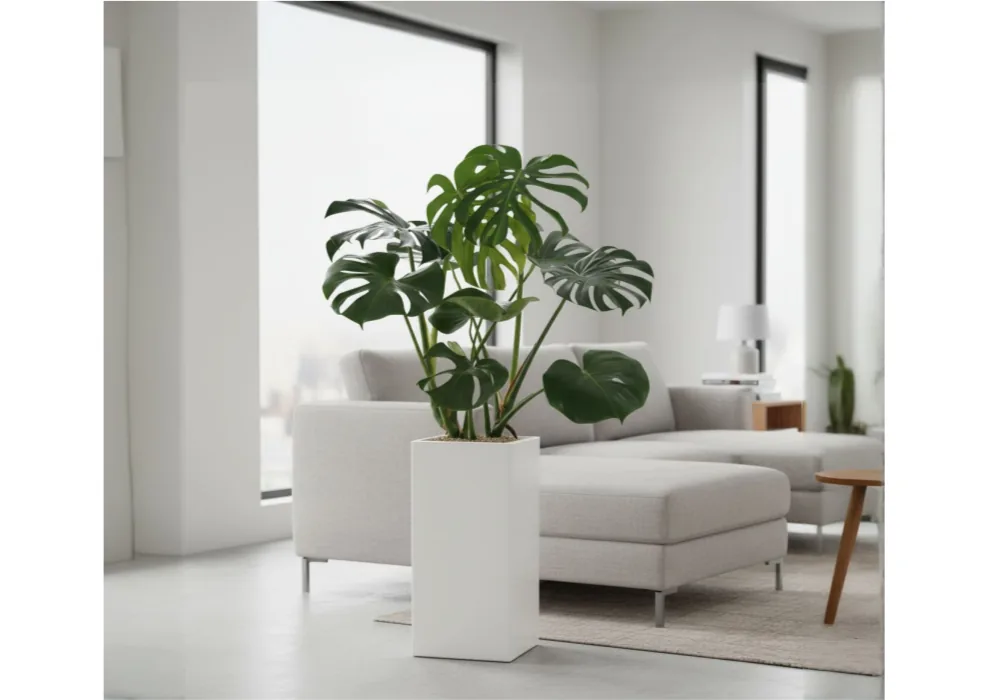 Cây Trầu bà lá xẻ (Monstera) trong chậu trắng cạnh ghế sofa xám nhạt trong phòng khách hiện đại sáng