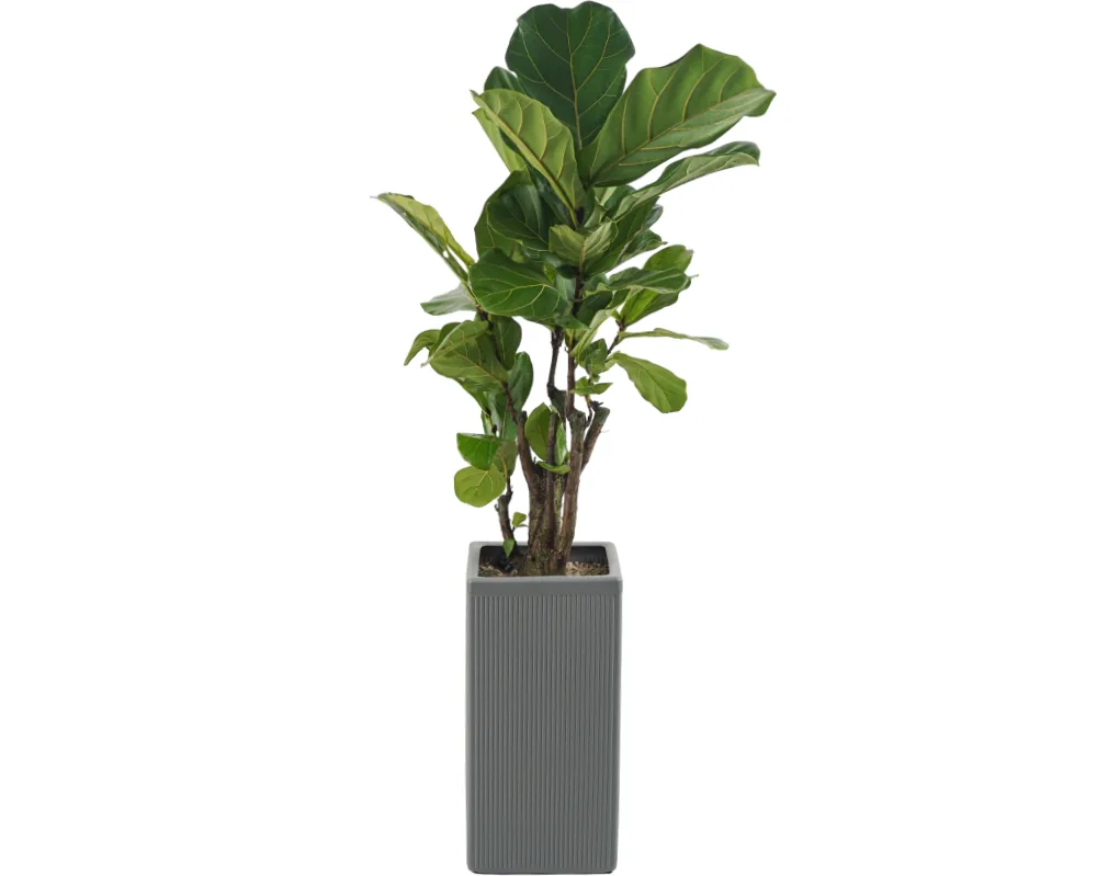 Fiddle-leaf fig with large leathery leaves in a tall grey ribbed pot