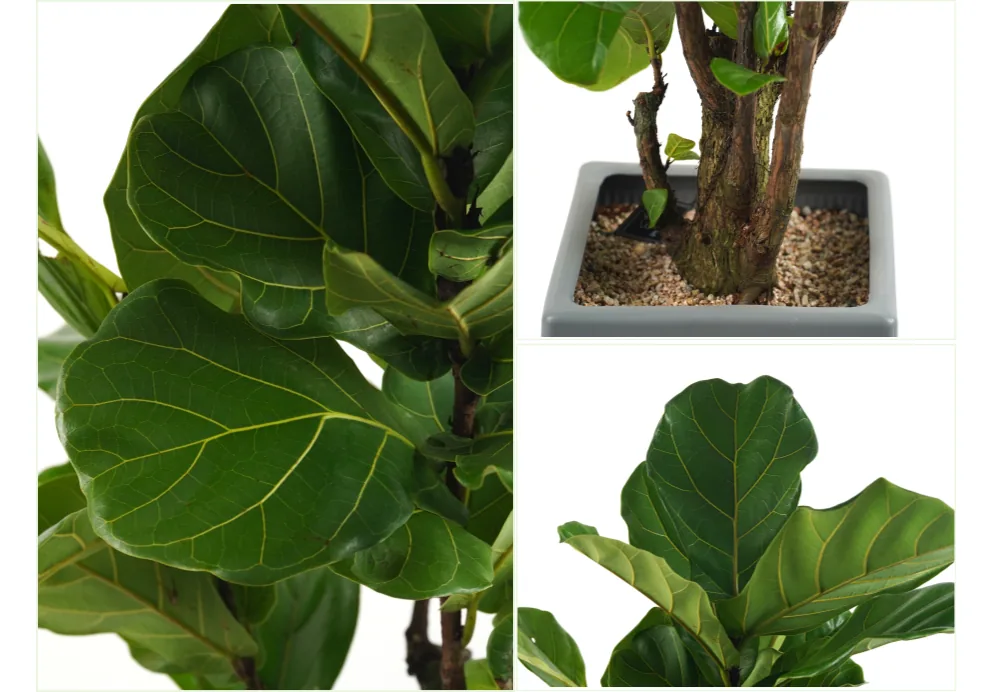 Close-up of the veined leathery leaves, the woody trunk and the gravel-topped grey pot