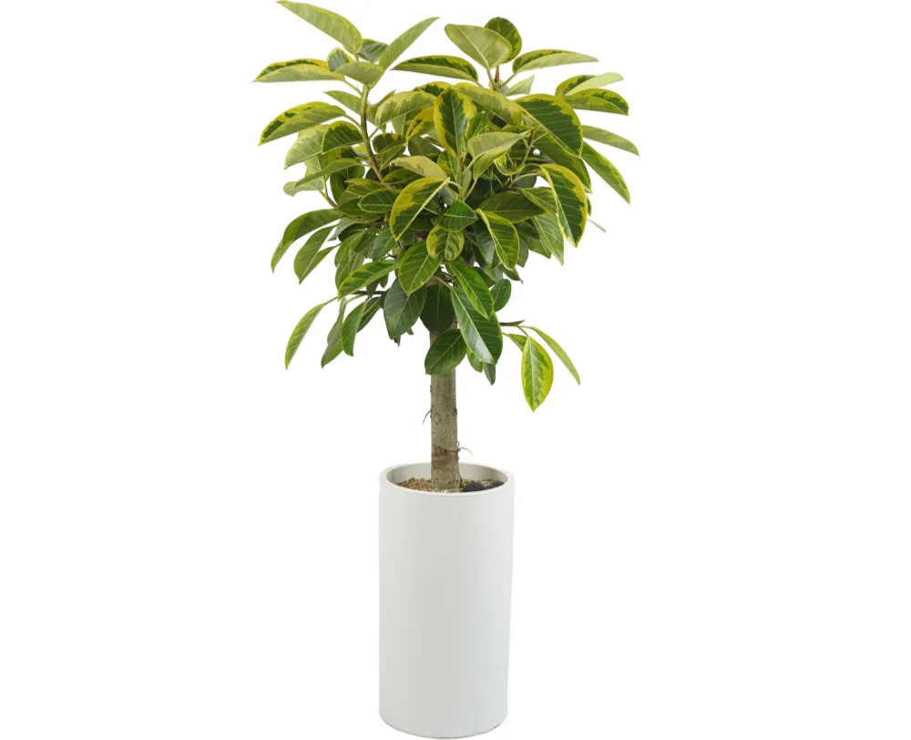 Cây đa Bengal (Ficus benghalensis) lá đốm vàng-xanh trên một thân trong chậu trụ trắng