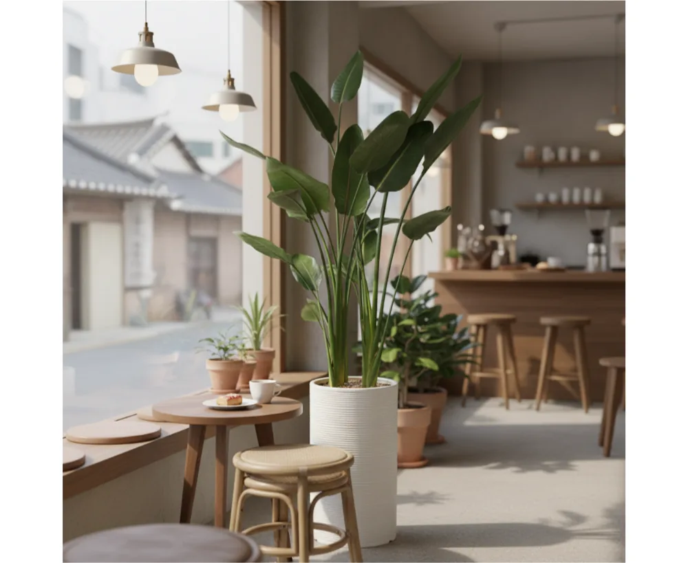 吊りランプのあるカフェの窓辺に置いた、白いリブ入りの鉢のストレリチア