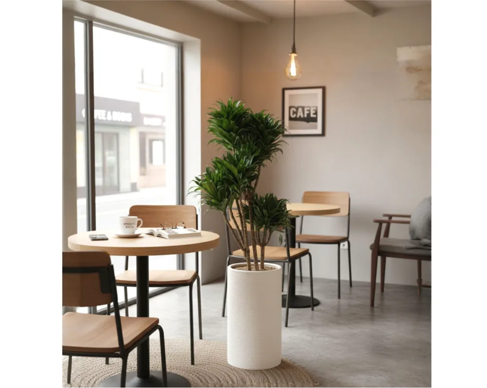 Cây Dracaena compacta trong chậu trắng cạnh bàn gỗ tròn trong quán cà phê sáng