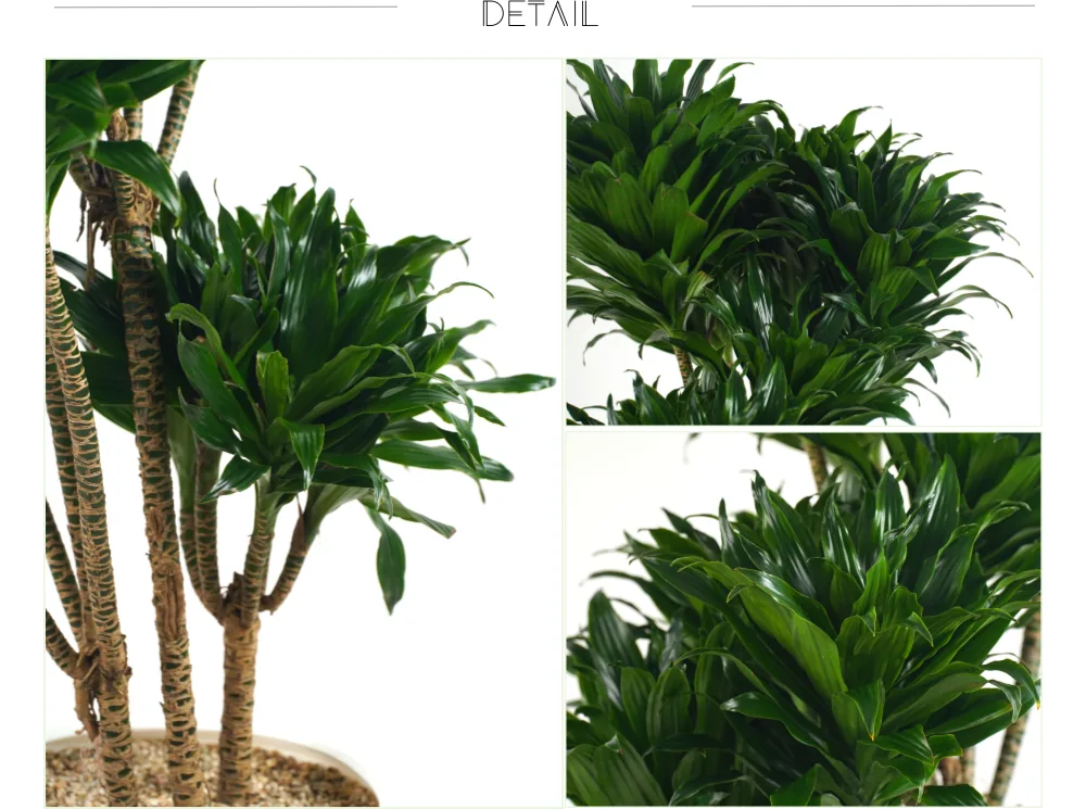 Cận cảnh Dracaena compacta: thân có vân sát mặt đất và những chùm lá bóng dày đặc