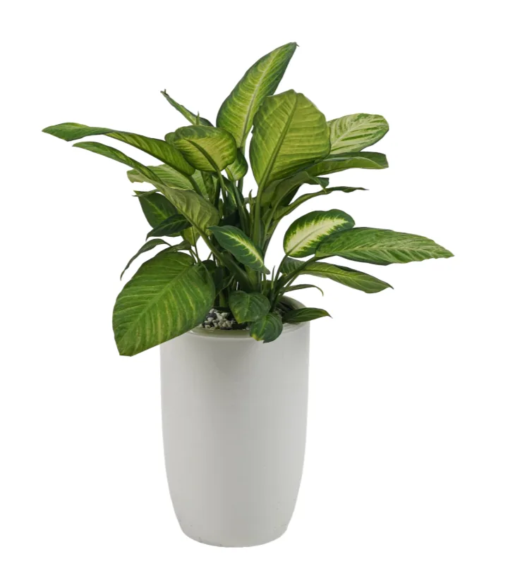 Dieffenbachia Marianne in a tall white pot