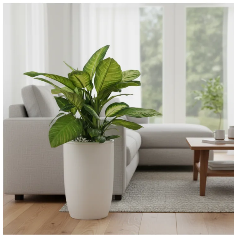 Dieffenbachia Marianne beside a sofa in a bright living room