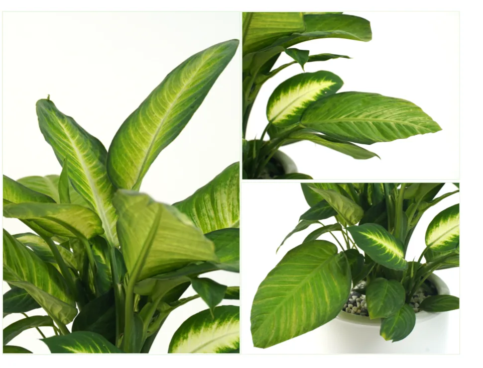 Close-up of Marianne's variegated leaves