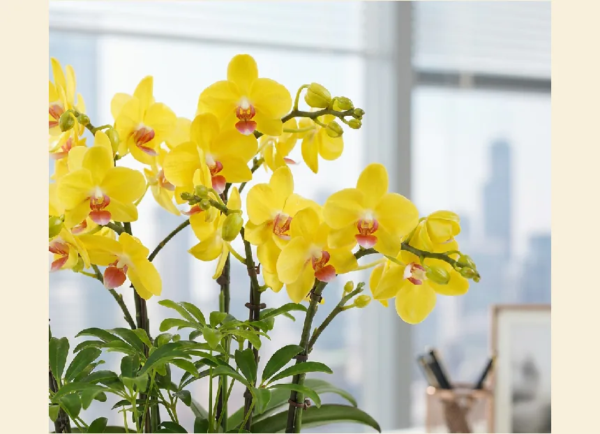 Close-up of yellow Phalaenopsis blooms and buds against a bright city window