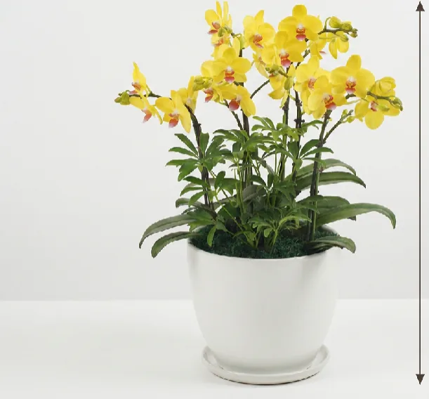 Yellow Phalaenopsis orchid in a white ceramic pot with saucer on a plain light background