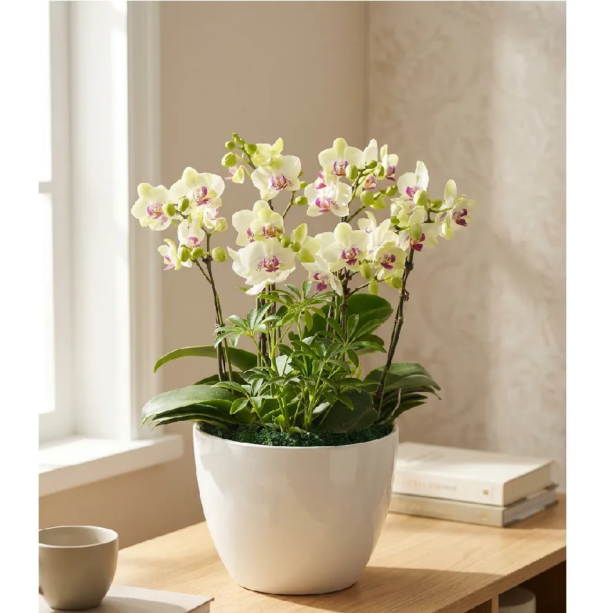 Green Bear Phalaenopsis in a white pot on a wooden desk beside a bright window and a stack of books
