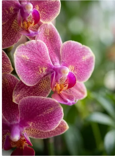 Close-up of Golden Butterfly Phalaenopsis petals, pink with fine golden speckles