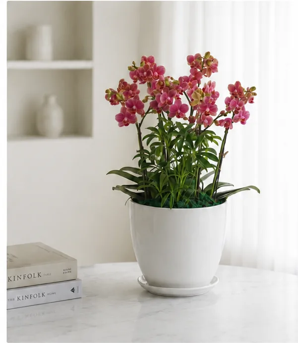 Golden Butterfly Phalaenopsis in a white pot on a round marble table next to two books, showing its tabletop height