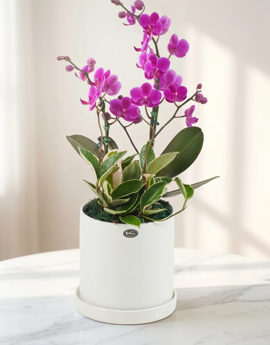 Mancheonhong Phalaenopsis with two spikes of magenta flowers and variegated leaves in a white cylinder pot with saucer on a marble table