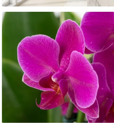 Close-up of a magenta Mancheonhong Phalaenopsis flower with green leaves behind
