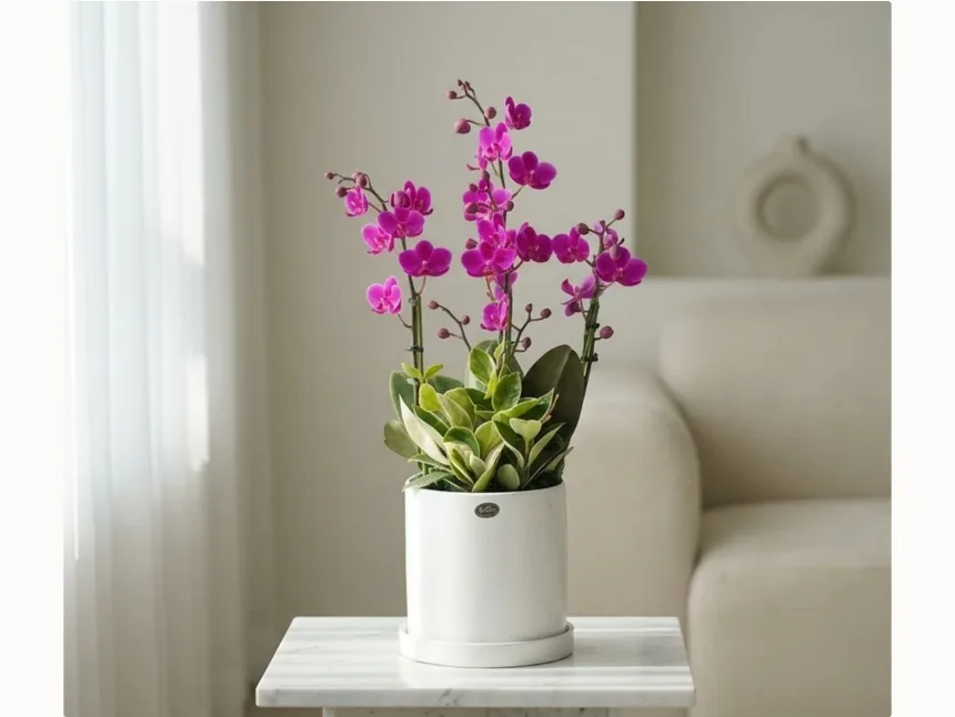 Mancheonhong Phalaenopsis in a white pot on a small marble side table beside a cream sofa and a sheer curtain