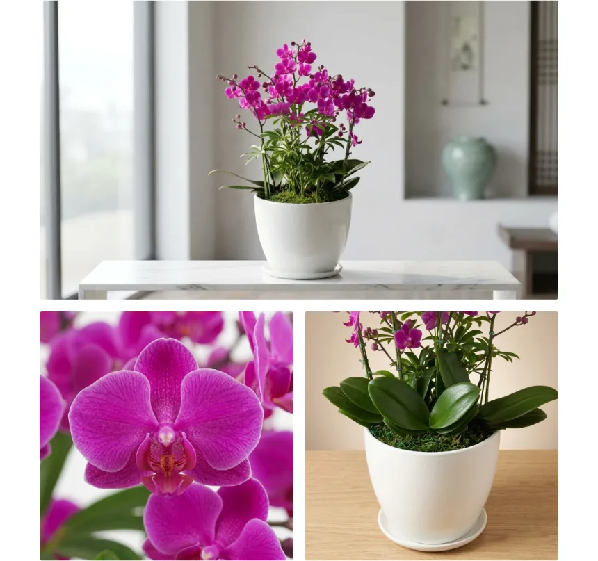 Ba góc nhìn: chậu lan trên bàn console, cận cảnh một bông magenta và những chiếc lá bóng trong chậu trắng
