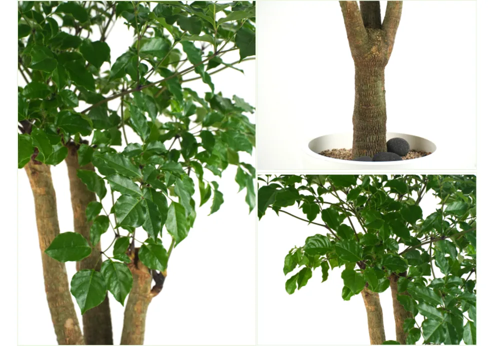 Cận cảnh tán lá, thân với sỏi đen ở gốc và các nhánh