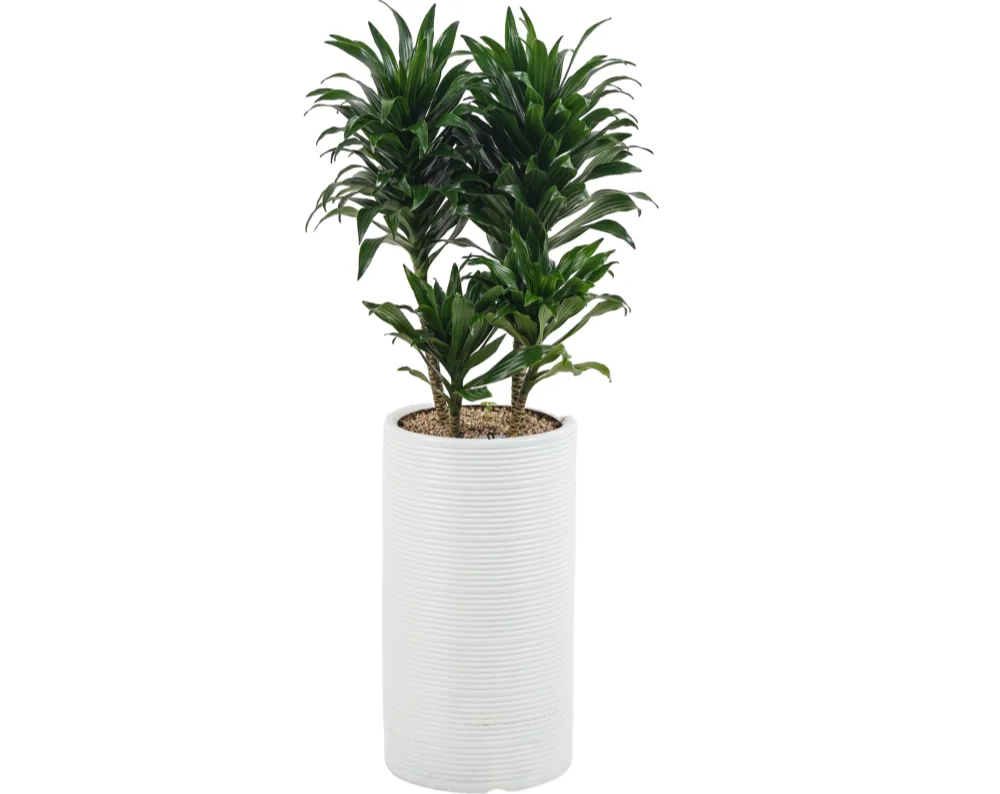 ぎっしり茂る濃い緑の葉のロゼットが複数の茎についた、溝入りの白い円筒形の鉢のドラセナ・コンパクタ