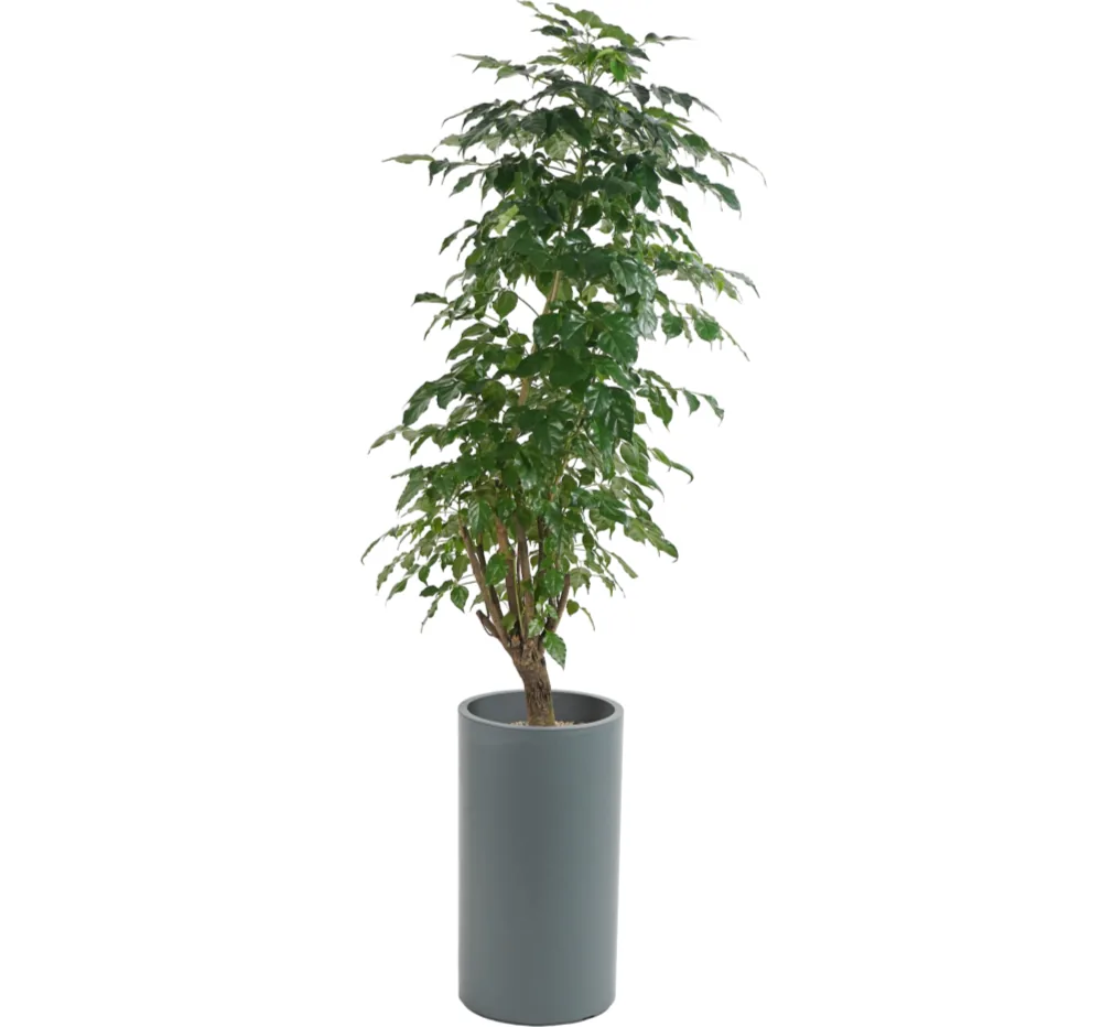 Happy tree (Heteropanax) with a slender trunk and many small leaves in a grey cylinder pot