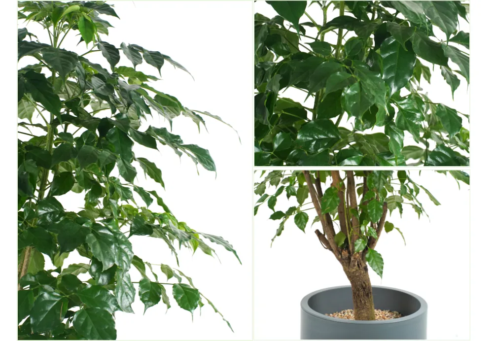 Close-ups of the happy tree's foliage and its branching trunk rising from gravel in the grey pot