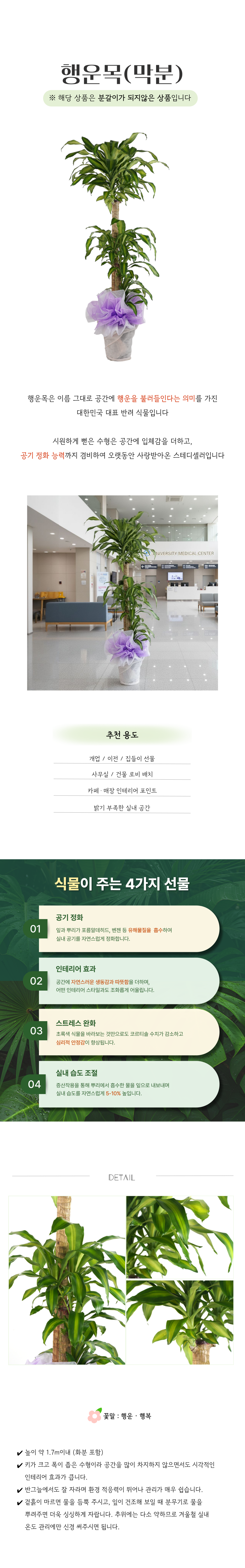 PL_024-행운목_막분_-26_02_24-001.png