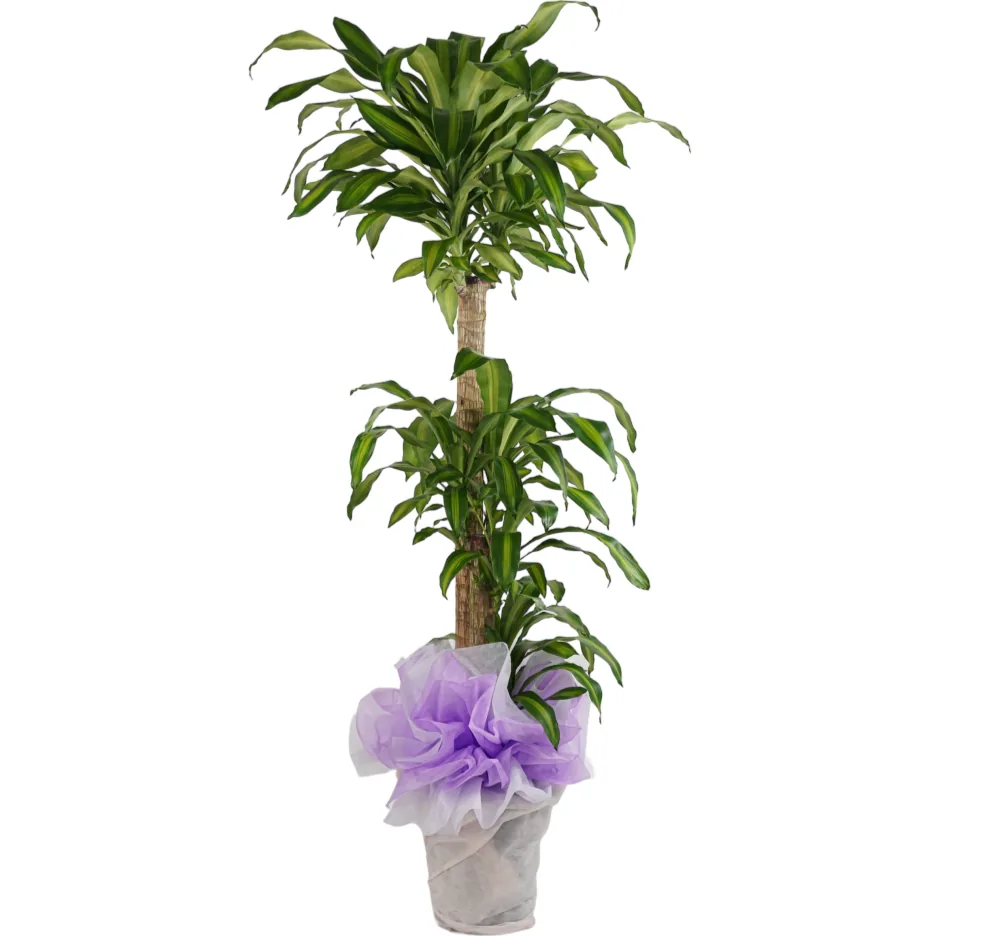 Cây thiết mộc lan (Dracaena fragrans) hai tầng với thân dày, trong chậu bọc giấy lụa oải hương và trắng