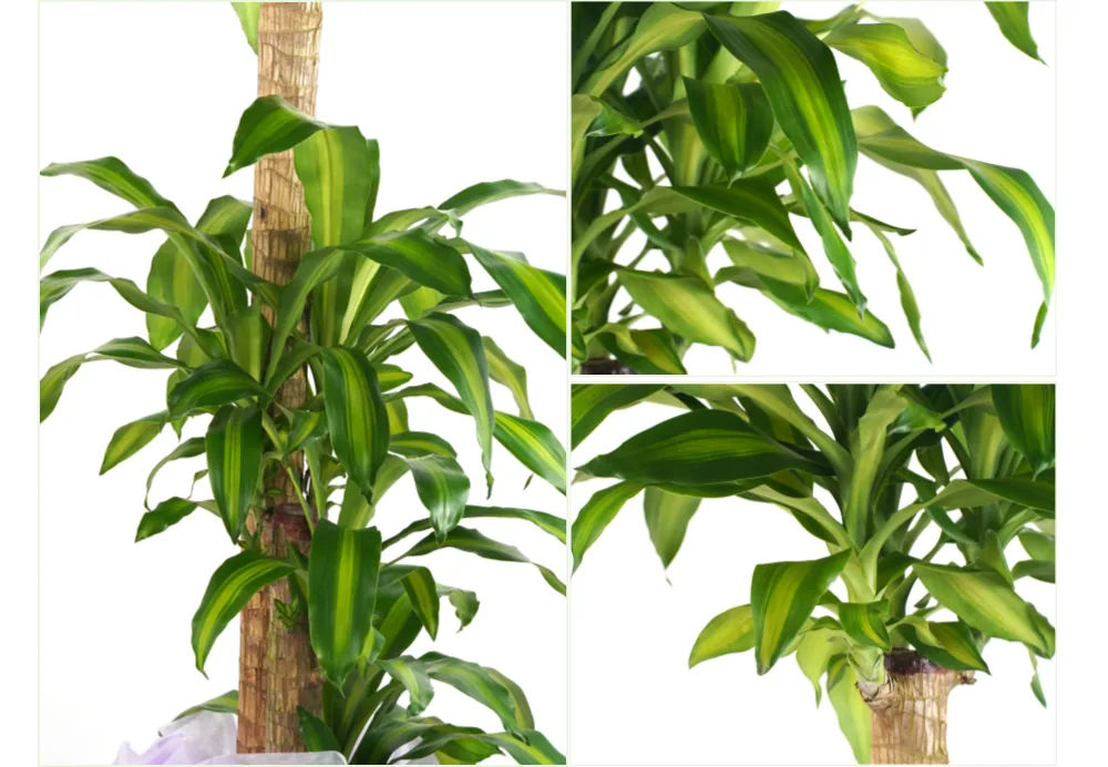 Cận cảnh những chiếc lá sọc xanh và vàng mọc từ thân gỗ