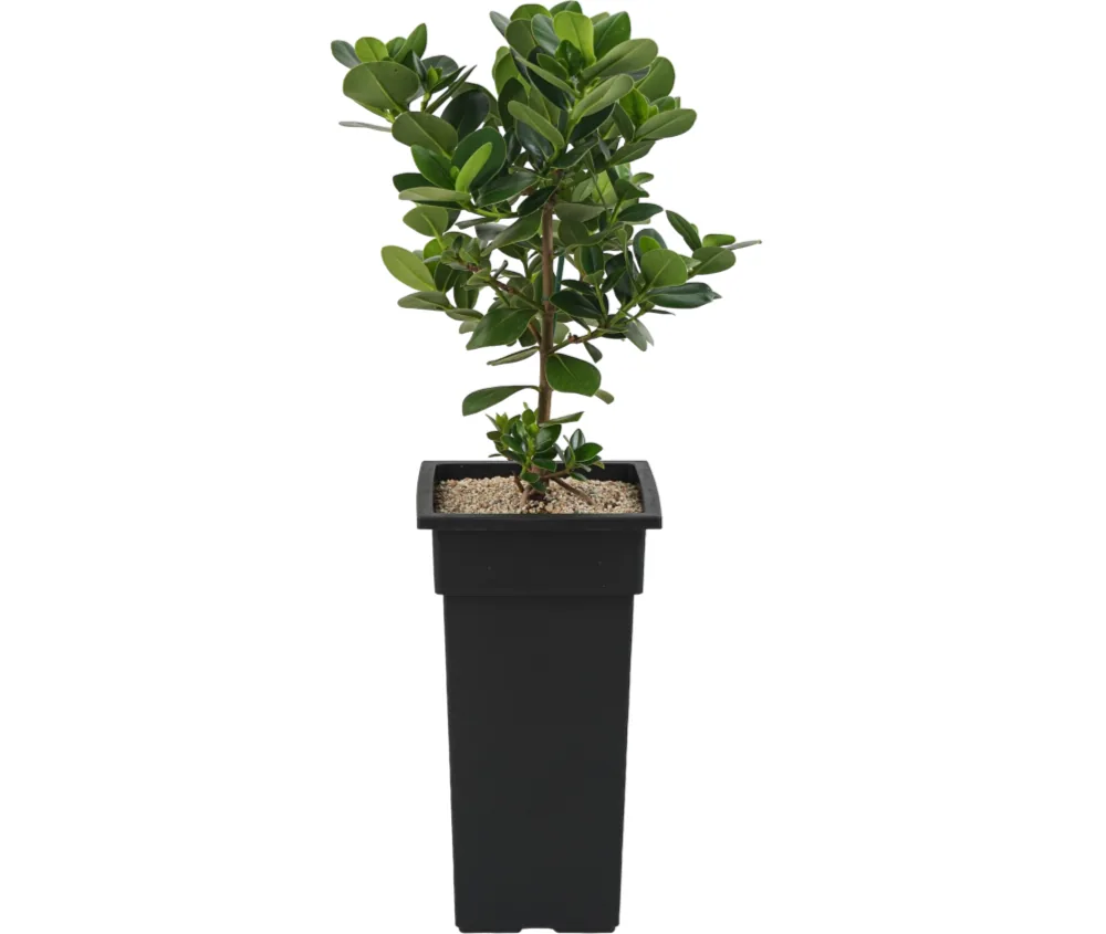 Clusia rosea with round glossy leaves in a tall black square pot topped with gravel