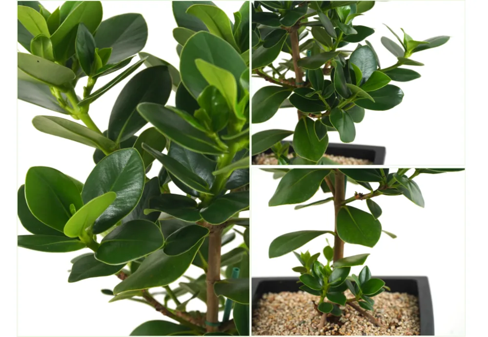 Close-up of the thick round Clusia leaves and the gravel-topped base of the pot